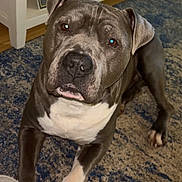 Boss is registered to the contest to win money with this photo: animal_portrait, blue_rug, brown_eyes, canine, carpet, closeup, dog, domestic_animal, ears, floor, furniture, household, indoor, laying_down, looking_at_camera, paw, pet, pit_bull, snout, white_chest