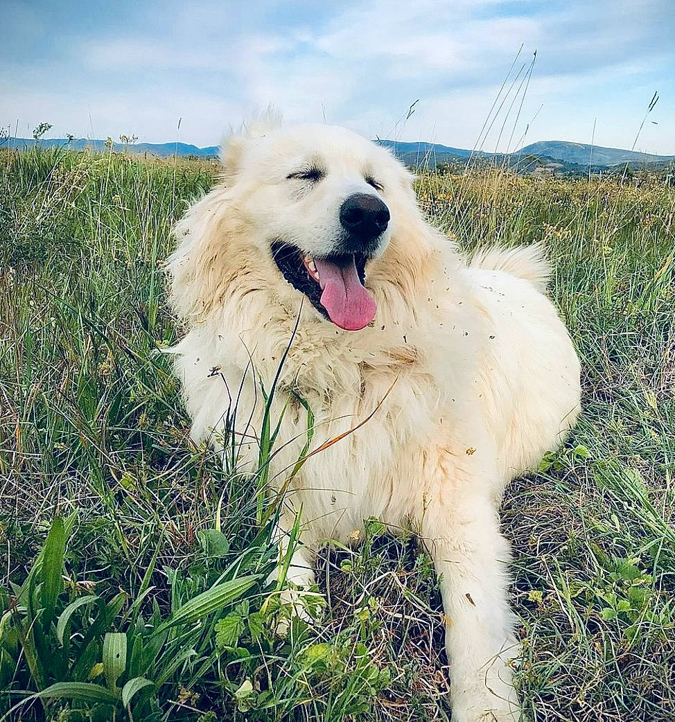 Nala participe au concours pour gagner de l'argent avec cette photo : canidae, carnivore, cloud, companion_dog, cumulus, dog, dog_breed, fang, giant_dog_breed, grass, grassland, great_pyrenees, happy, kuvasz, plant, polish_tatra_sheepdog, sky, snout, sporting_group, working_dog