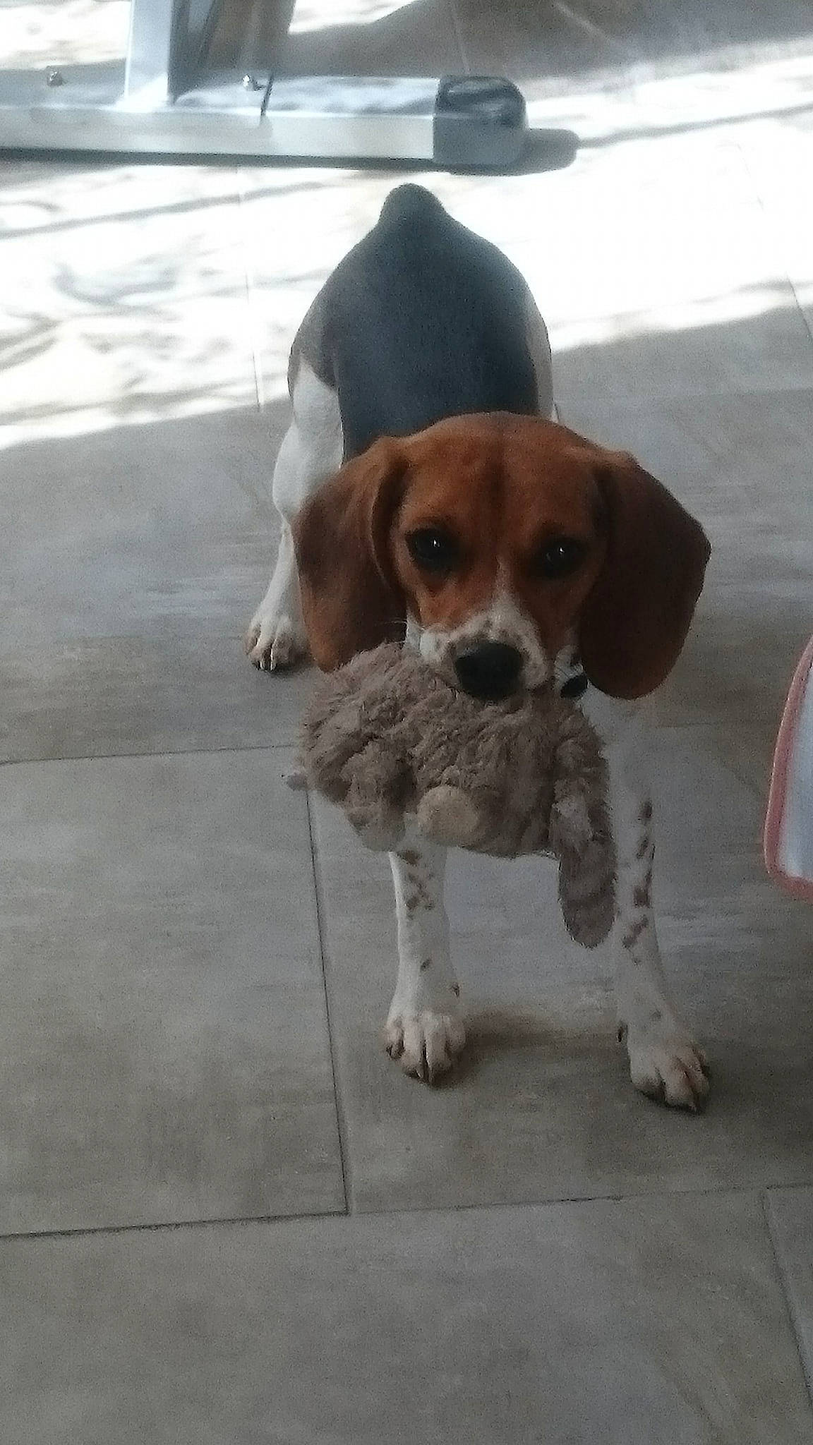 Riplay a rejoint le concours — aidez-le/la à gagner de superbes lots ! canidae, carnivore, collar, companion_dog, dog, dog_breed, fawn, flooring, fur, gun_dog, hound, hunting_dog, leash, liver, road_surface, scent_hound, snout, sporting_group, tail, working_animal