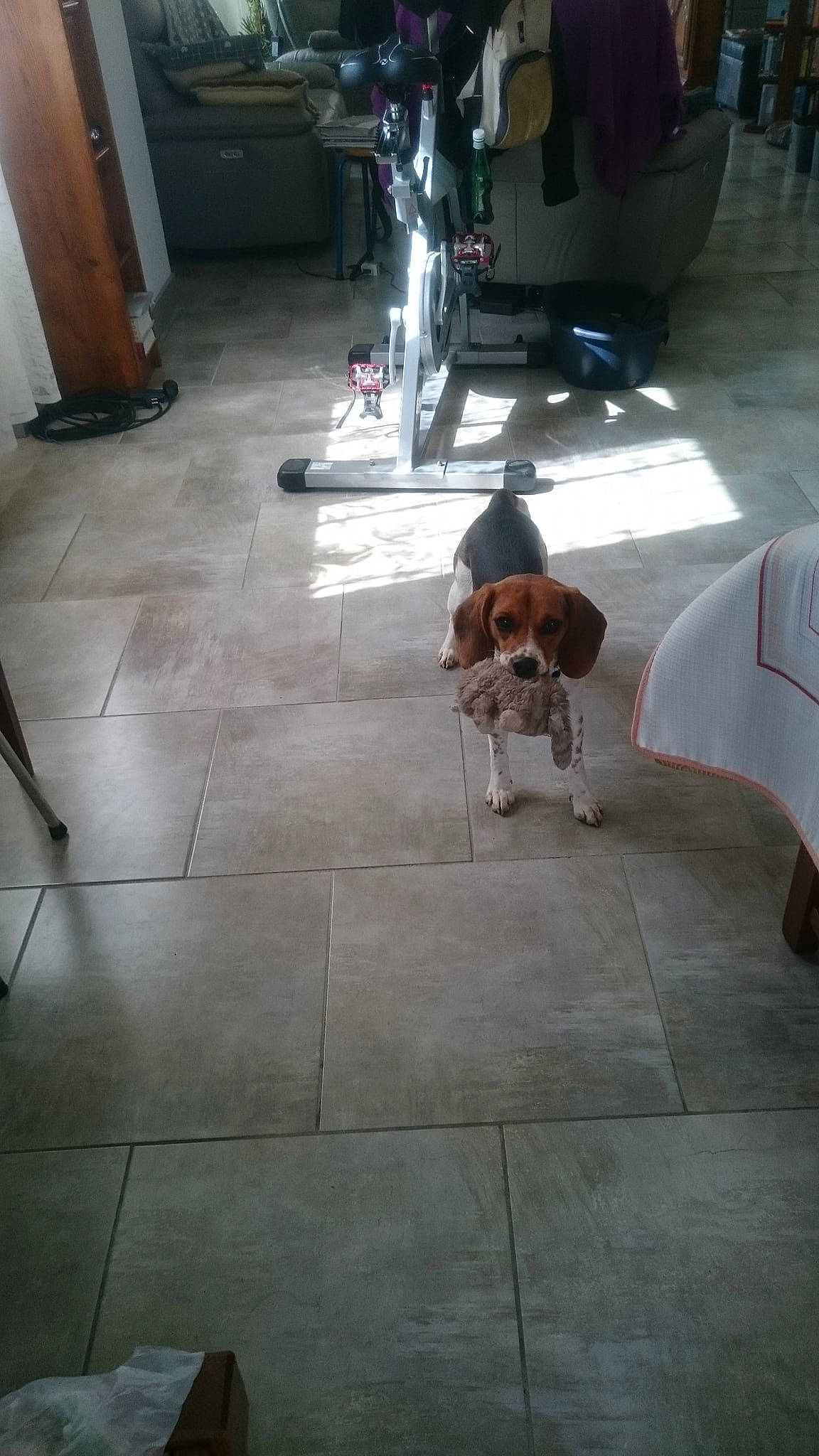 Riplay participe au concours pour gagner de l'argent avec cette photo : asphalt, automotive_tire, carnivore, chair, companion_dog, dog, dog_breed, fawn, floor, flooring, hardwood, pet_supply, road_surface, sidewalk, snout, sporting_group, tail, umbrella, wood, working_animal