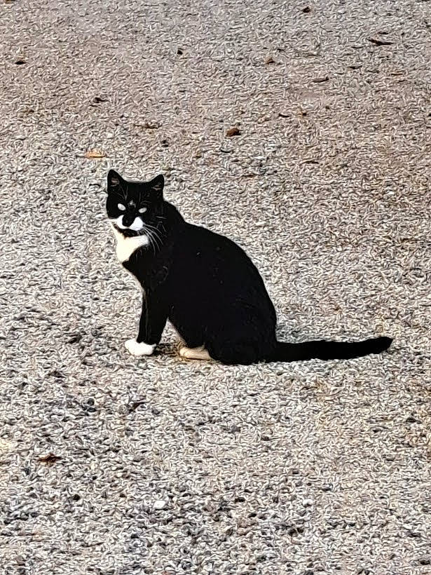 Minette a rejoint le concours — aidez-le/la à gagner de superbes lots ! asphalt, black_cat, carnivore, cat, domestic_short_haired_cat, eye, felidae, fur, grass, road, road_surface, sand, shadow, small_to_medium_sized_cats, snout, soil, tail, terrestrial_animal, tints_and_shades, whiskers