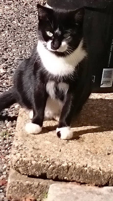 Minette participe au concours pour gagner de l'argent avec cette photo : carnivore, cat, domestic_short_haired_cat, felidae, foot, fur, grass, light, monochrome_photography, paw, shadow, sitting, small_to_medium_sized_cats, snout, soil, tail, terrestrial_animal, tints_and_shades, whiskers, window