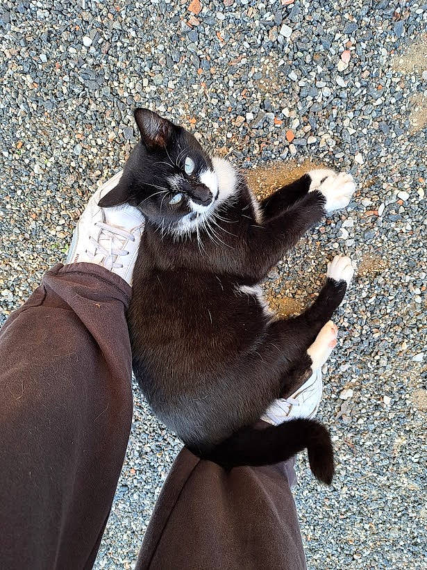 Minette participe au concours pour gagner de l'argent avec cette photo : black_cat, carnivore, cat, comfort, domestic_short_haired_cat, eyewear, fashion_accessory, felidae, formal_wear, fur, gesture, personal_protective_equipment, road_surface, sand, shadow, small_to_medium_sized_cats, tail, terrestrial_animal, tints_and_shades, whiskers