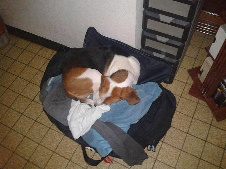 Békie participe au concours pour gagner de l'argent avec cette photo : basset_hound, beagle, canidae, carnivore, companion_dog, dog, dog_breed, floor, flooring, nap, sleep, sporting_group, tail