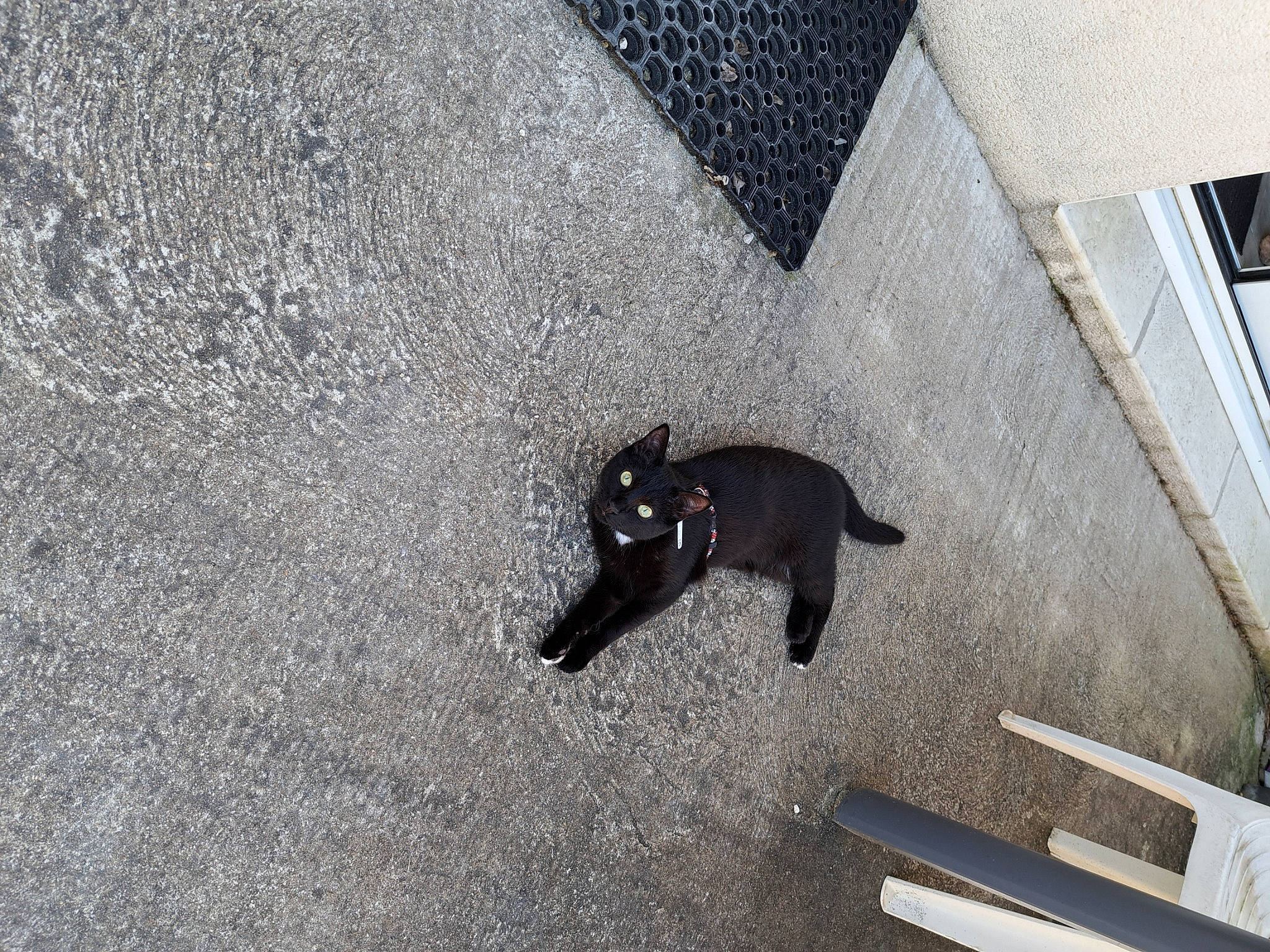 Ulina participe au concours pour gagner de l'argent avec cette photo : asphalt, automotive_tire, canidae, carnivore, concrete, dog, dog_breed, felidae, fender, flooring, grey, road, road_surface, shadow, small_to_medium_sized_cats, snout, sporting_group, tail, tar, working_animal