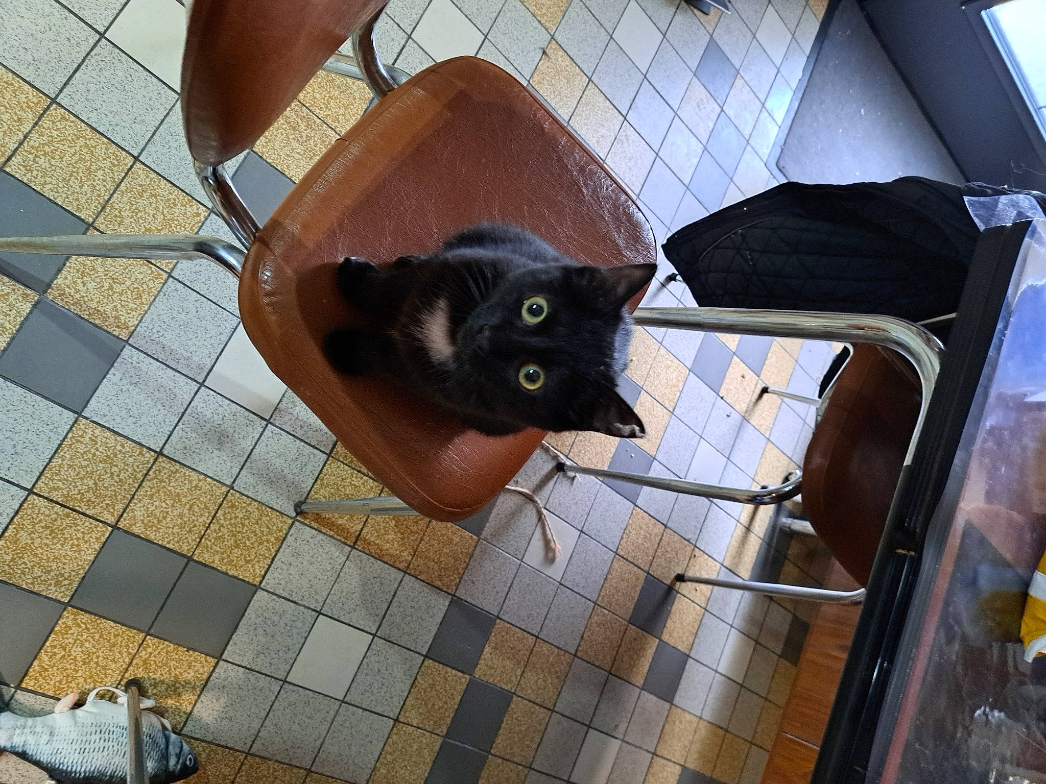 Ulina participe au concours pour gagner de l'argent avec cette photo : animal_shelter, black_cat, bombay, carnivore, cat, domestic_short_haired_cat, fawn, felidae, floor, flooring, fur, human_leg, mirror, plant, small_to_medium_sized_cats, snout, tail, whiskers, window, wood