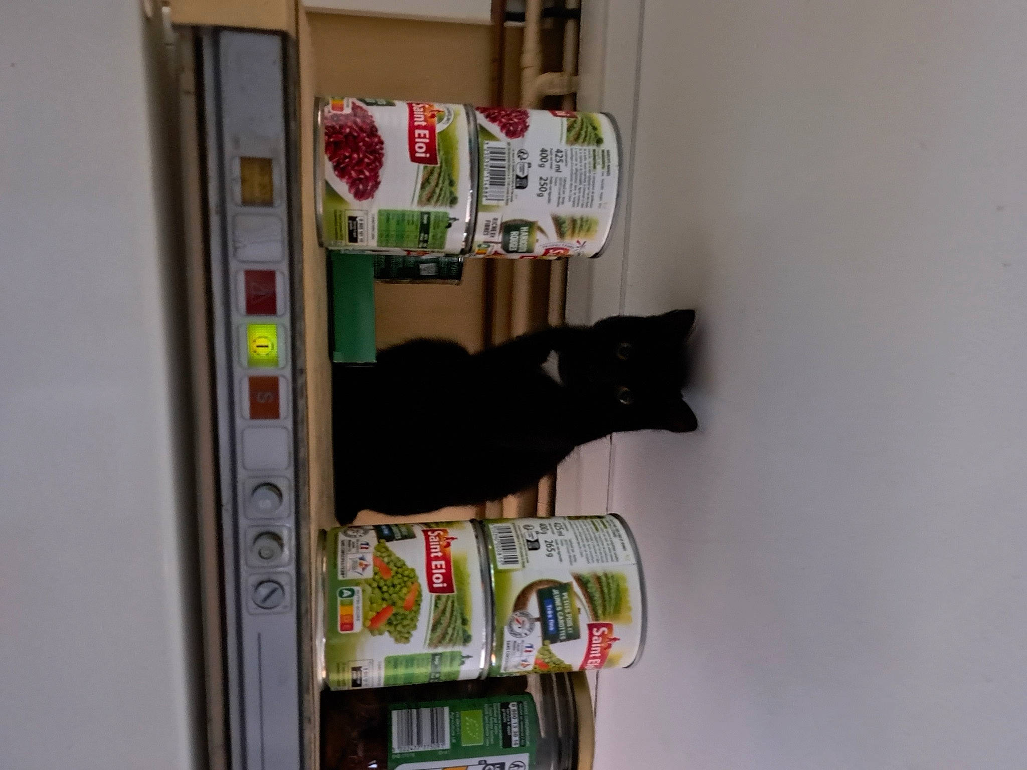 Ulina a rejoint le concours — aidez-le/la à gagner de superbes lots ! carnivore, cat, domestic_short_haired_cat, door, felidae, machine, publication, room, shelf, shelving, small_to_medium_sized_cats