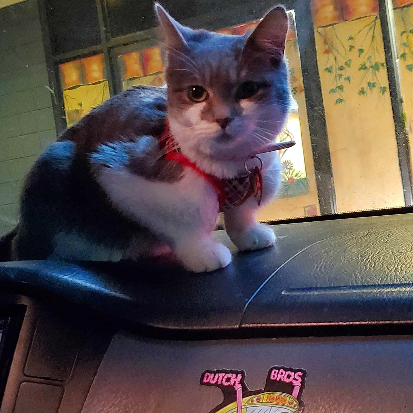 Bb joined the competition — help win amazing prizes! abyssinian, alloywheel, angora, animal, baby, car, carwheel, cat, couch, furniture, indoors, inflatable, kitten, machine, manx, person, pet, siamese, spoke, tire