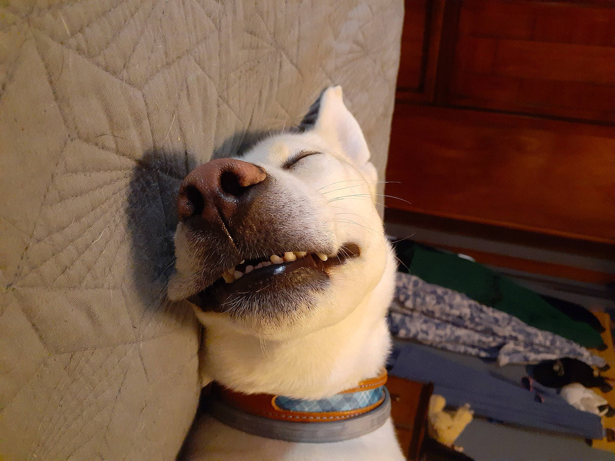 Jupiter joined the competition — help win amazing prizes! canidae, carnivore, dog, dog_breed, fawn, mammal, non_sporting_group, nose, snout, sporting_group