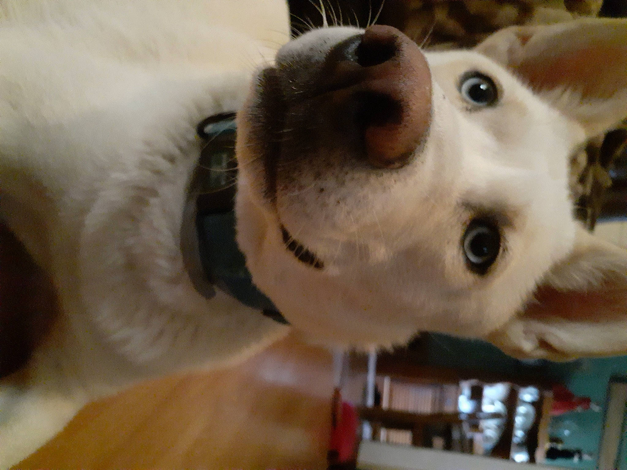 Jupiter joined the competition — help win amazing prizes! canidae, carnivore, companion_dog, dog, dog_breed, ear, fawn, mammal, nose, snout, whiskers