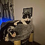 Zéphir participe au concours pour gagner de l'argent avec cette photo : cat, indoor, pet, feline, black_and_white, cat_tree, relaxed, fur, paw, pink_paw, food_bowl, framed_picture, wall_art, rope_post, home, cozy, animal, resting, living_room, cute