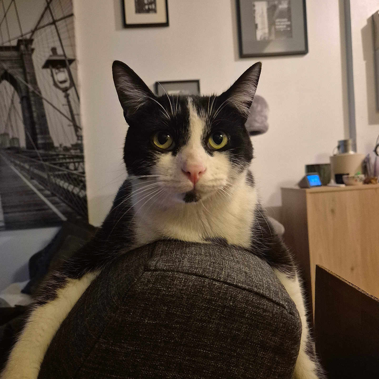 Zéphir participe au concours pour gagner de l'argent avec cette photo : animal, black_and_white, cat, couch, domestic_cat, ears, eyes, feline, fur, furniture, home, indoor, living_room, nose, paw, pet, portrait, relaxed, resting, whiskers