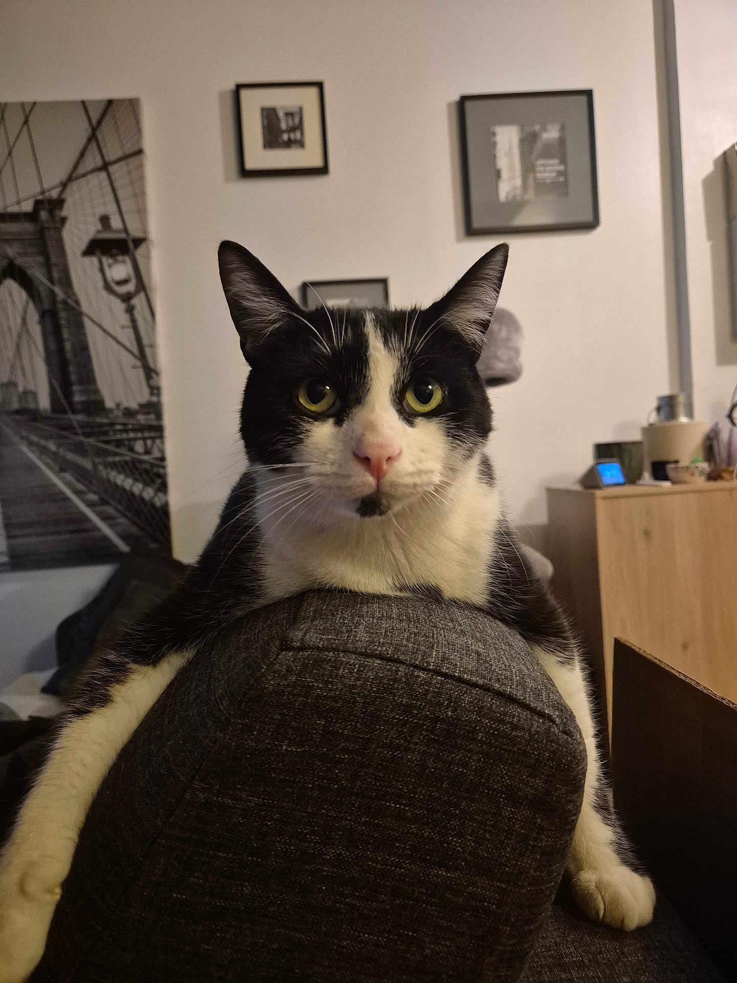 Zéphir participe au concours pour gagner de l'argent avec cette photo : cat, black_and_white, feline, indoor, couch, furniture, pet, relaxed, home, living_room, portrait, animal, whiskers, ears, eyes, nose, paw, fur, resting, domestic_cat