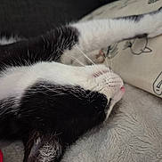 Zéphir participe au concours pour gagner de l'argent avec cette photo : animal, bird_drawing, black_and_white, cat, close_up, comfort, cozy, cute, domestic, ear, fur, indoor, nap, pet, pillow, relaxation, resting, sleeping, soft_texture, whiskers