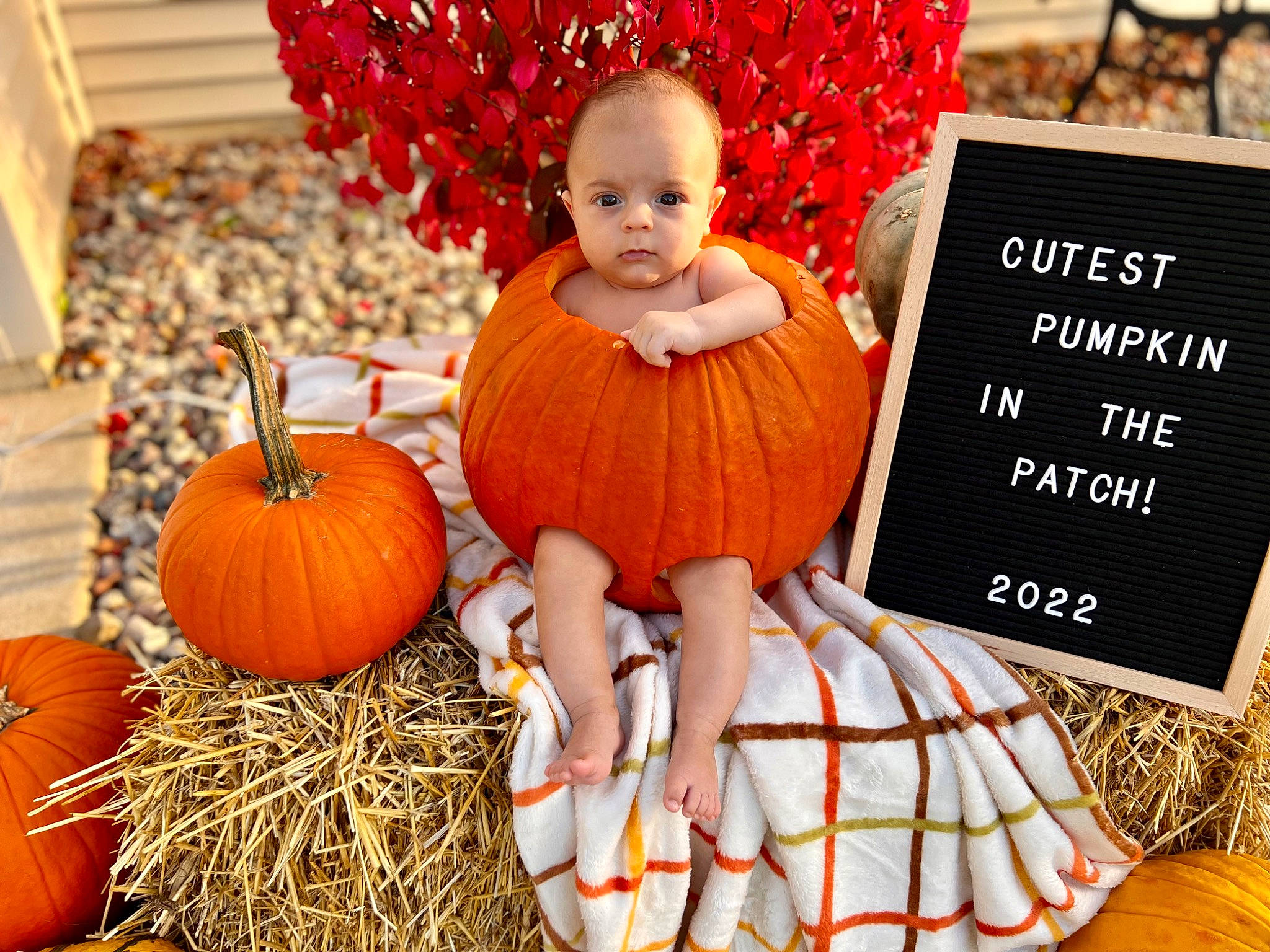 Lincoln joined the competition — help win amazing prizes! calabaza, child, cucurbita, doll, event, gourd, grass, happy, holiday, local_food, natural_foods, orange, organ, people, person, plant, pumpkin, squash, toddler, whole_food