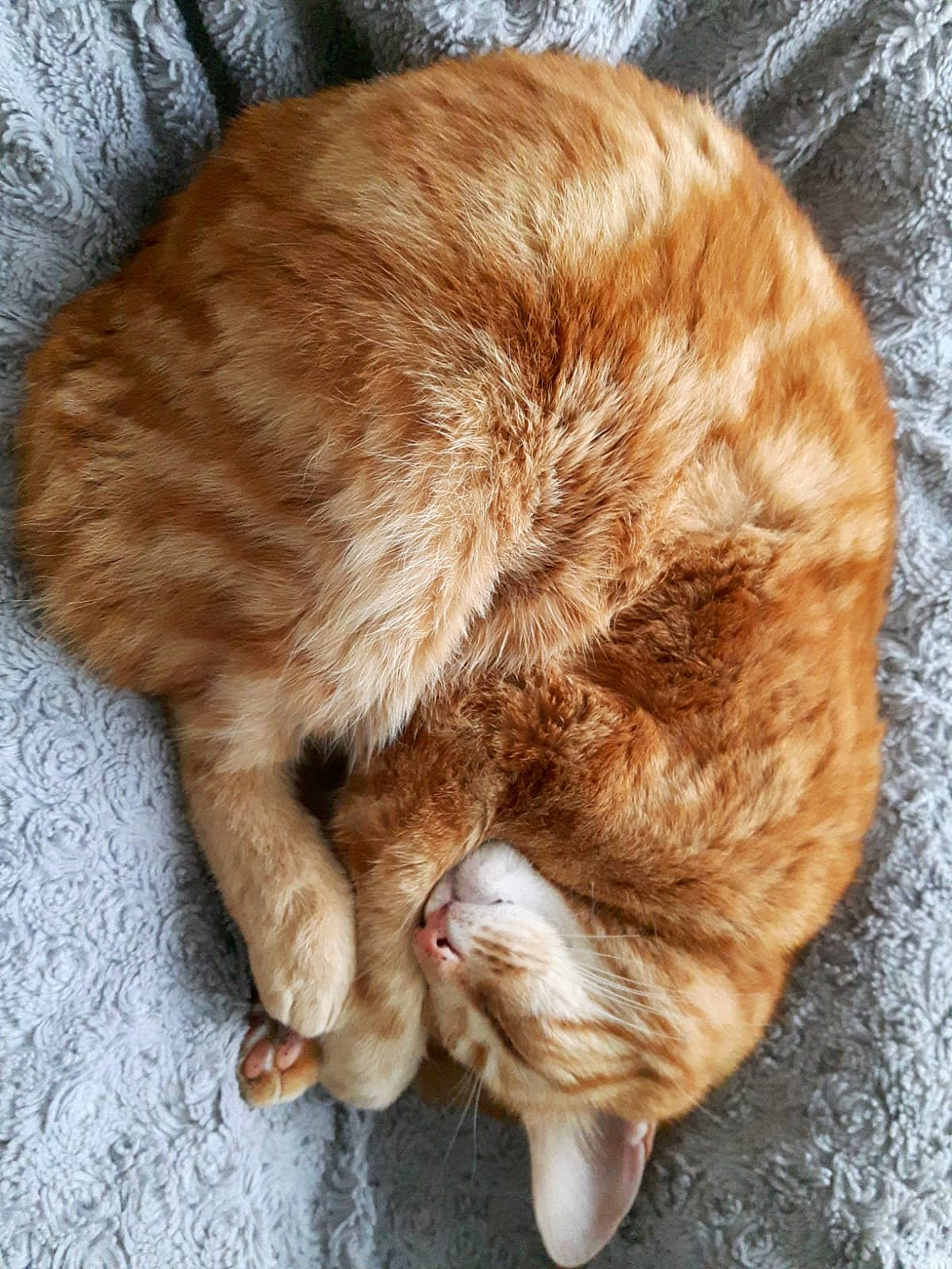 Mufasa a rejoint le concours — aidez-le/la à gagner de superbes lots ! brown, carnivore, cat, claw, comfort, domestic_short_haired_cat, fawn, felidae, flooring, fur, human_leg, liver, nap, paw, sleep, small_to_medium_sized_cats, snout, tail, whiskers, wood