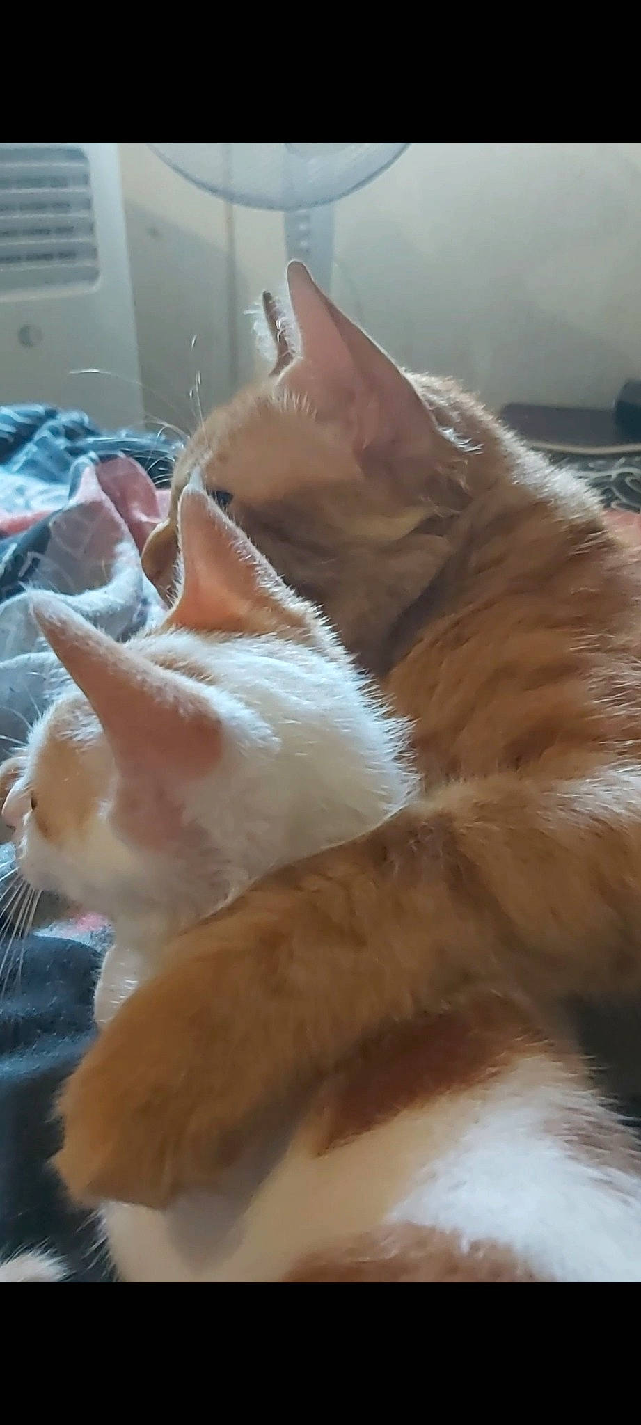 Mufasa a rejoint le concours — aidez-le/la à gagner de superbes lots ! canidae, carnivore, cat, claw, comfort, dog_breed, domestic_short_haired_cat, fawn, felidae, foot, fur, nap, paw, sleep, small_to_medium_sized_cats, snout, tail, terrestrial_animal, whiskers, wood