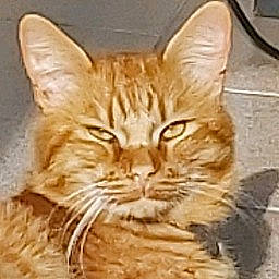 Mufasa a rejoint le concours — aidez-le/la à gagner de superbes lots ! carnivore, cat, claw, comfort, domestic_short_haired_cat, fawn, felidae, fur, paw, small_to_medium_sized_cats, snout, terrestrial_animal, tree, whiskers, wildlife, wood