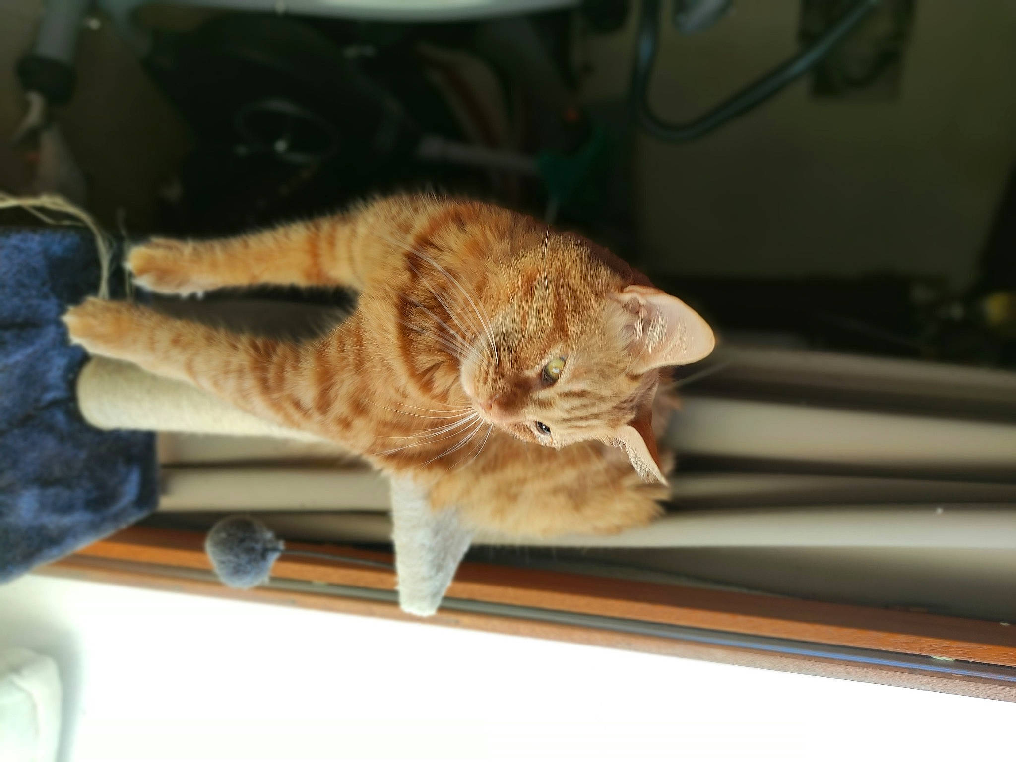 Mufasa a rejoint le concours — aidez-le/la à gagner de superbes lots ! carnivore, cat, claw, comfort, domestic_short_haired_cat, fawn, felidae, fur, hardwood, paw, room, small_to_medium_sized_cats, snout, tail, terrestrial_animal, whiskers, window, windshield, wood