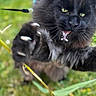 action, animal, black_cat, cat, claws, closeup, expression, focus, fur, grass, green_eyes, leash, mouth_open, nature, outdoor, pet, playful, pounce, whiskers, wild