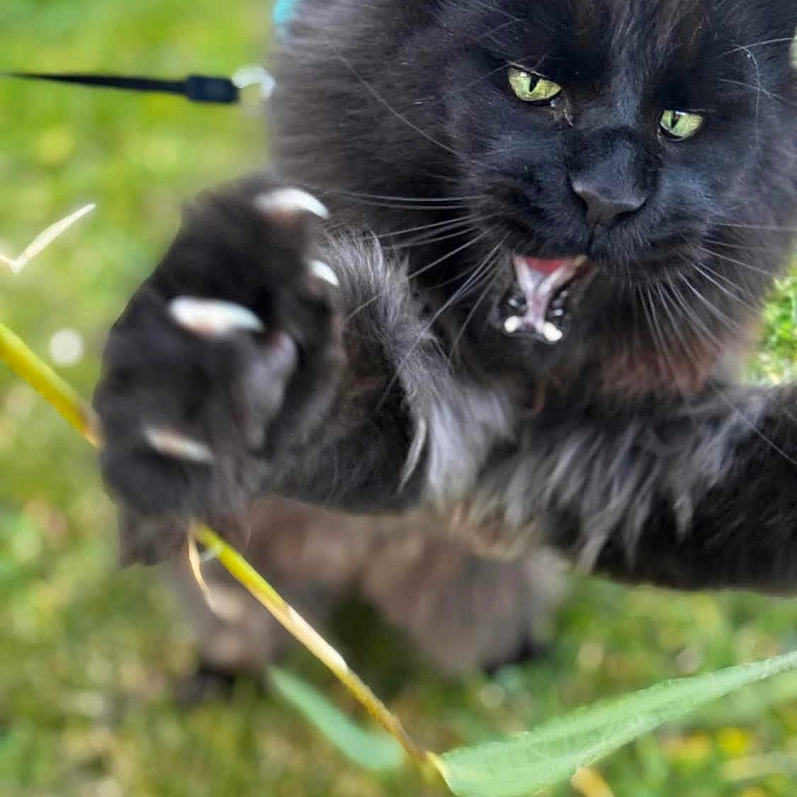 Soka a rejoint le concours — aidez-le/la à gagner de superbes lots ! cat, black_cat, animal, claws, mouth_open, green_eyes, fur, outdoor, grass, pounce, pet, closeup, whiskers, nature, playful, focus, leash, action, expression, wild