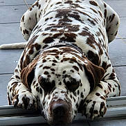 Oslo a rejoint le concours — aidez-le/la à gagner de superbes lots ! dog, dalmatian, lying_down, resting, closed_eyes, spotted_fur, paws, collar, floor, tiles, relaxed, sleeping, pet, animal, mammal, domestic, close_up, indoor, calm, cute