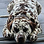 dog, dalmatian, lying_down, resting, closed_eyes, spotted_fur, paws, collar, floor, tiles, relaxed, sleeping, pet, animal, mammal, domestic, close_up, indoor, calm, cute