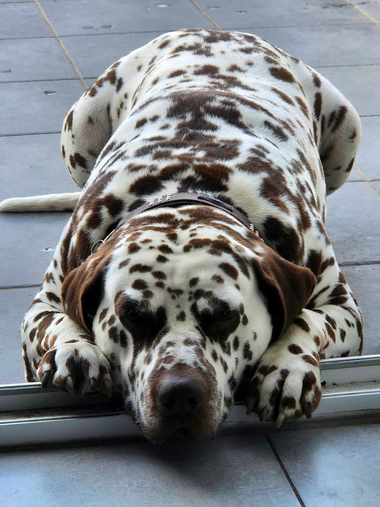 Oslo a rejoint le concours — aidez-le/la à gagner de superbes lots ! dog, dalmatian, lying_down, resting, closed_eyes, spotted_fur, paws, collar, floor, tiles, relaxed, sleeping, pet, animal, mammal, domestic, close_up, indoor, calm, cute