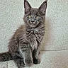 animal, cat, couch, curious, cute, domestic_cat, ears, feline, fluffy, furniture, gray_fur, indoor, kitten, pet, portrait, sitting, soft_texture, whiskers, yellow_eyes, young