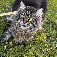Umina participe au concours pour gagner de l'argent avec cette photo : cat, tabby_cat, longhaired_cat, fluffy, whiskers, green_eyes, feline, pet, animal, outdoors, grass, garden, portrait, close_up, looking_at_camera, fur, ears, nose, wooden_stick, nature
