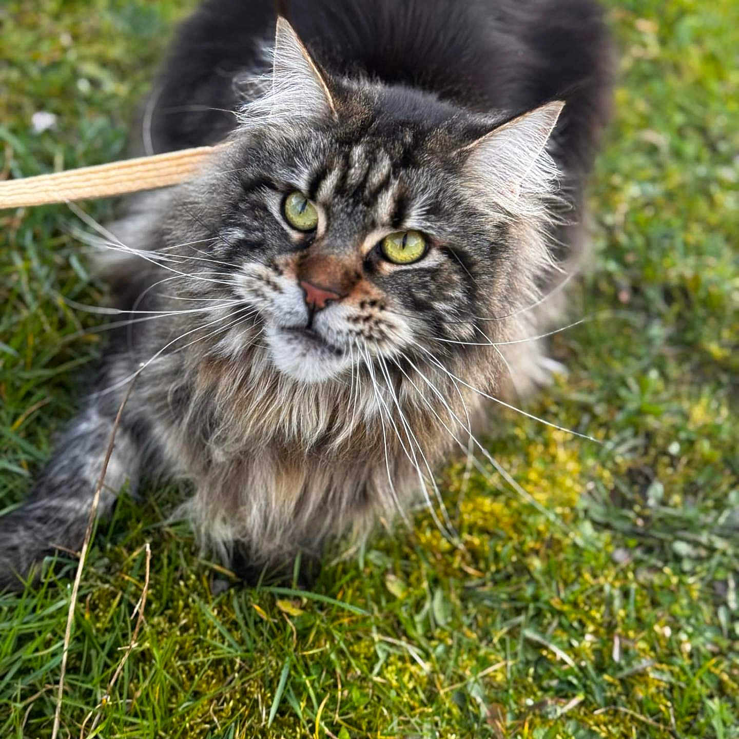 Umina participe au concours pour gagner de l'argent avec cette photo : cat, tabby_cat, longhaired_cat, fluffy, whiskers, green_eyes, feline, pet, animal, outdoors, grass, garden, portrait, close_up, looking_at_camera, fur, ears, nose, wooden_stick, nature
