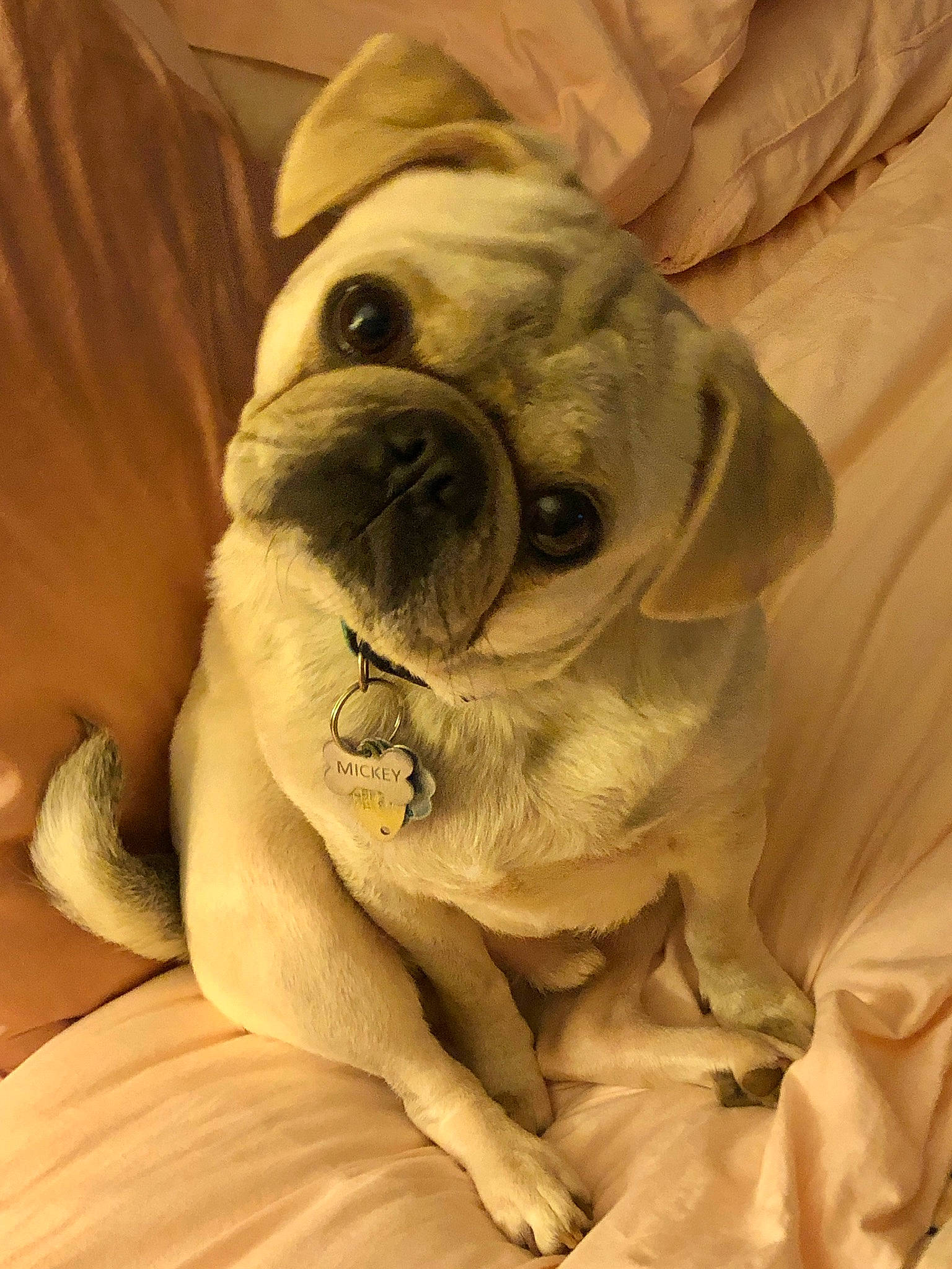 Mickey is registered to the contest to win money with this photo: bulldog, canidae, carnivore, comfort, companion_dog, dog, dog_breed, fawn, fur, linens, molosser, paw, pug, puppy_love, snout, sporting_group, toy_dog, whiskers, working_animal, wrinkle