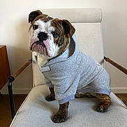 Vive Carlos a rejoint le concours — aidez-le/la à gagner de superbes lots ! bulldog, dog, pet, hoodie, clothing, chair, indoor, brown, white, cute, animal, portrait, furniture, canine, sitting, looking, expression, domestic, companion, cozy