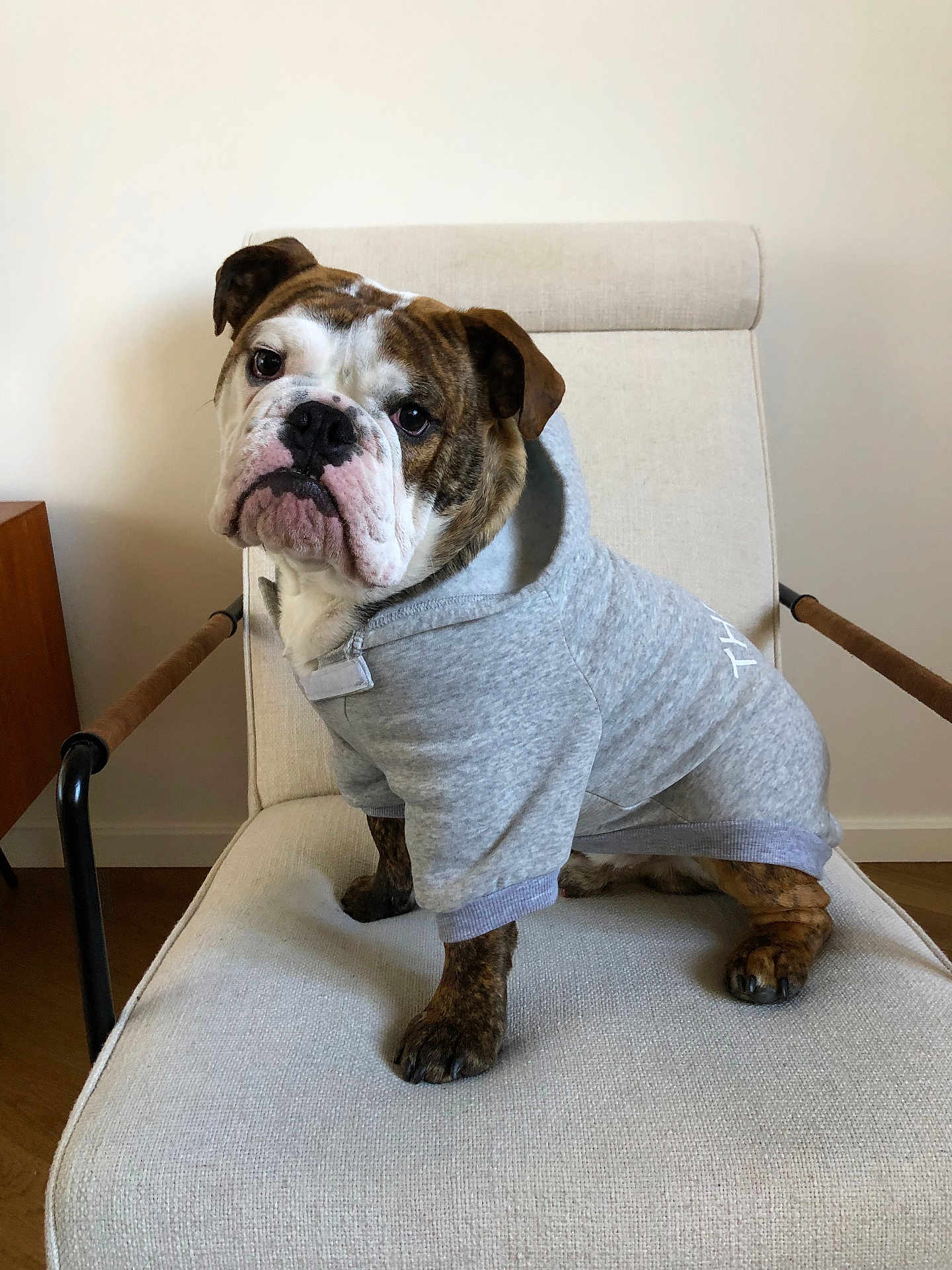 Vive Carlos a rejoint le concours — aidez-le/la à gagner de superbes lots ! bulldog, dog, pet, hoodie, clothing, chair, indoor, brown, white, cute, animal, portrait, furniture, canine, sitting, looking, expression, domestic, companion, cozy