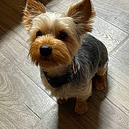 Winston is registered to the contest to win money with this photo: dog, small_dog, pet, indoor, wooden_floor, fur, ears, collar, curious, sitting, brown_fur, black_nose, portrait, animal, companion, cute, domestic, friendly, canine, light