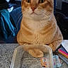 Thor participe au concours pour gagner de l'argent avec cette photo : cat, orange_tabby, plastic_container, countertop, indoor, pets, feline, curious, sitting, whiskers, ears, eyes, background, shadow, multiple_cats, domestic_animal, household, still_life, kitchen, quiet