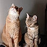 cat, cats, indoor, pet, feline, orange_cat, tabby_cat, animal, domestic_animal, container, curious, sitting, whiskers, ears, fur, looking_up, looking_sideways, shadow, light, wall