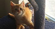 Thor a rejoint le concours — aidez-le/la à gagner de superbes lots ! kitten, cat, cat_tree, orange_cat, indoor, pet, furry, playful, toy, window, sunlight, curious, animal, feline, young, cute, domestic, fluffy, paw, looking_up