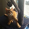 kitten, cat, cat_tree, orange_cat, indoor, pet, furry, playful, toy, window, sunlight, curious, animal, feline, young, cute, domestic, fluffy, paw, looking_up