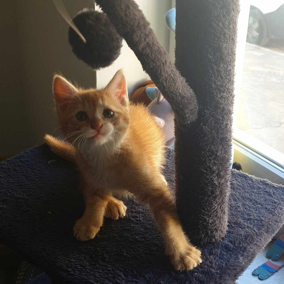 Thor a rejoint le concours — aidez-le/la à gagner de superbes lots ! kitten, cat, cat_tree, orange_cat, indoor, pet, furry, playful, toy, window, sunlight, curious, animal, feline, young, cute, domestic, fluffy, paw, looking_up