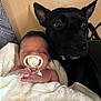 Sevenn joined the competition — help win amazing prizes! baby, pacifier, sleeping, dog, black_dog, blanket, indoor, closeup, pet, child, face, fur, snuggle, comfort, resting, cute, animal, human, young, together