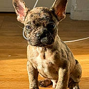 Bueno a rejoint le concours — aidez-le/la à gagner de superbes lots ! french_bulldog, puppy, dog, brindle, pet, indoor, wooden_floor, ears_up, sunlight, sitting, small_dog, canine, adorable, animal, young_dog, flooring, domestic_animal, looking_at_camera, whiskers, short_hair