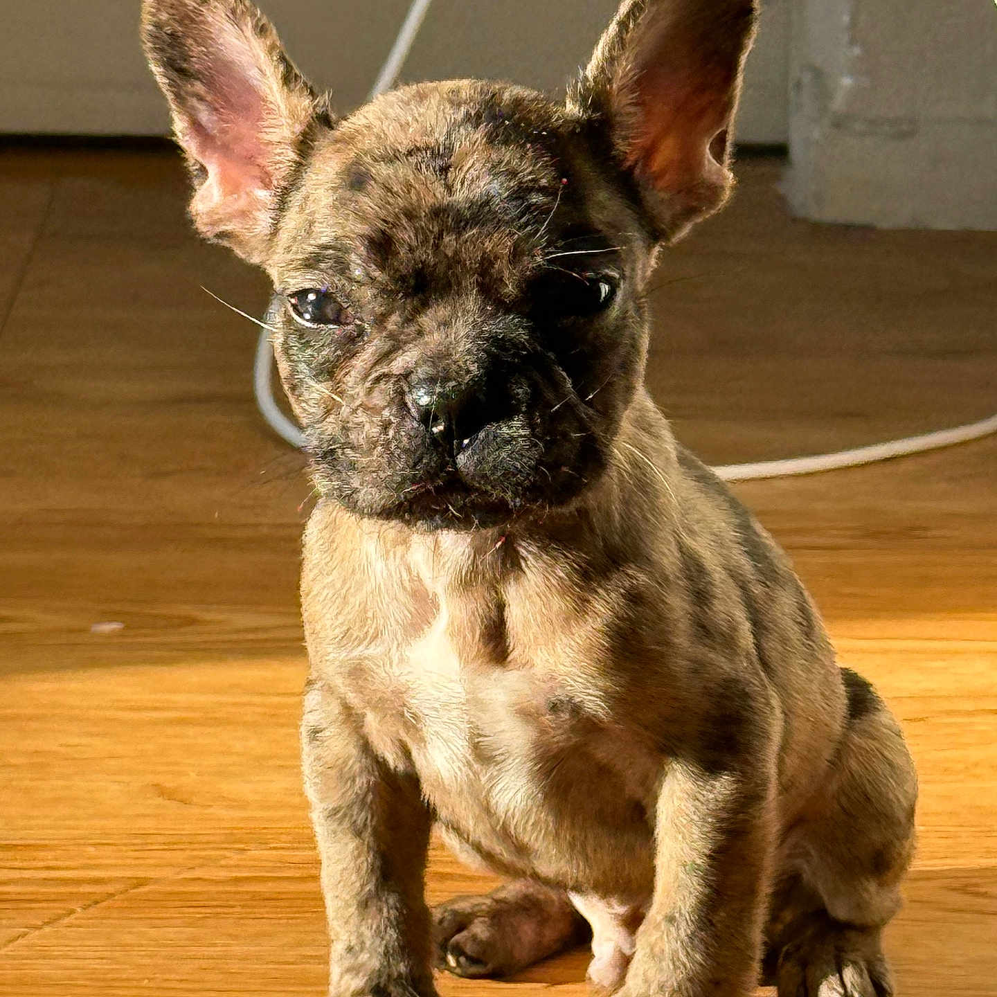 Bueno a rejoint le concours — aidez-le/la à gagner de superbes lots ! french_bulldog, puppy, dog, brindle, pet, indoor, wooden_floor, ears_up, sunlight, sitting, small_dog, canine, adorable, animal, young_dog, flooring, domestic_animal, looking_at_camera, whiskers, short_hair