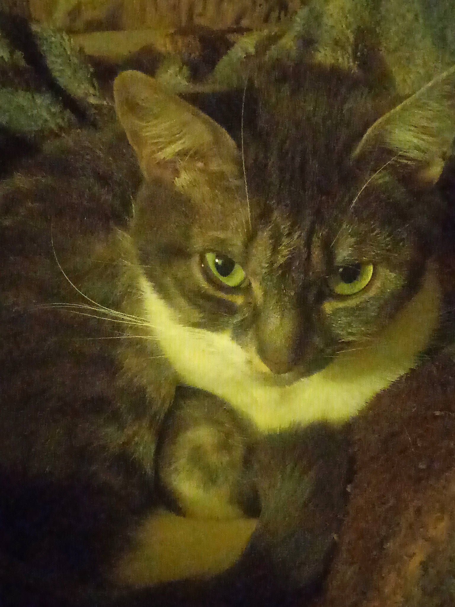 Moumoune a rejoint le concours — aidez-le/la à gagner de superbes lots ! art, carnivore, cat, domestic_short_haired_cat, eye, felidae, fur, grass, illustration, painting, paw, small_to_medium_sized_cats, snout, tail, terrestrial_animal, visual_arts, whiskers, wildlife, window