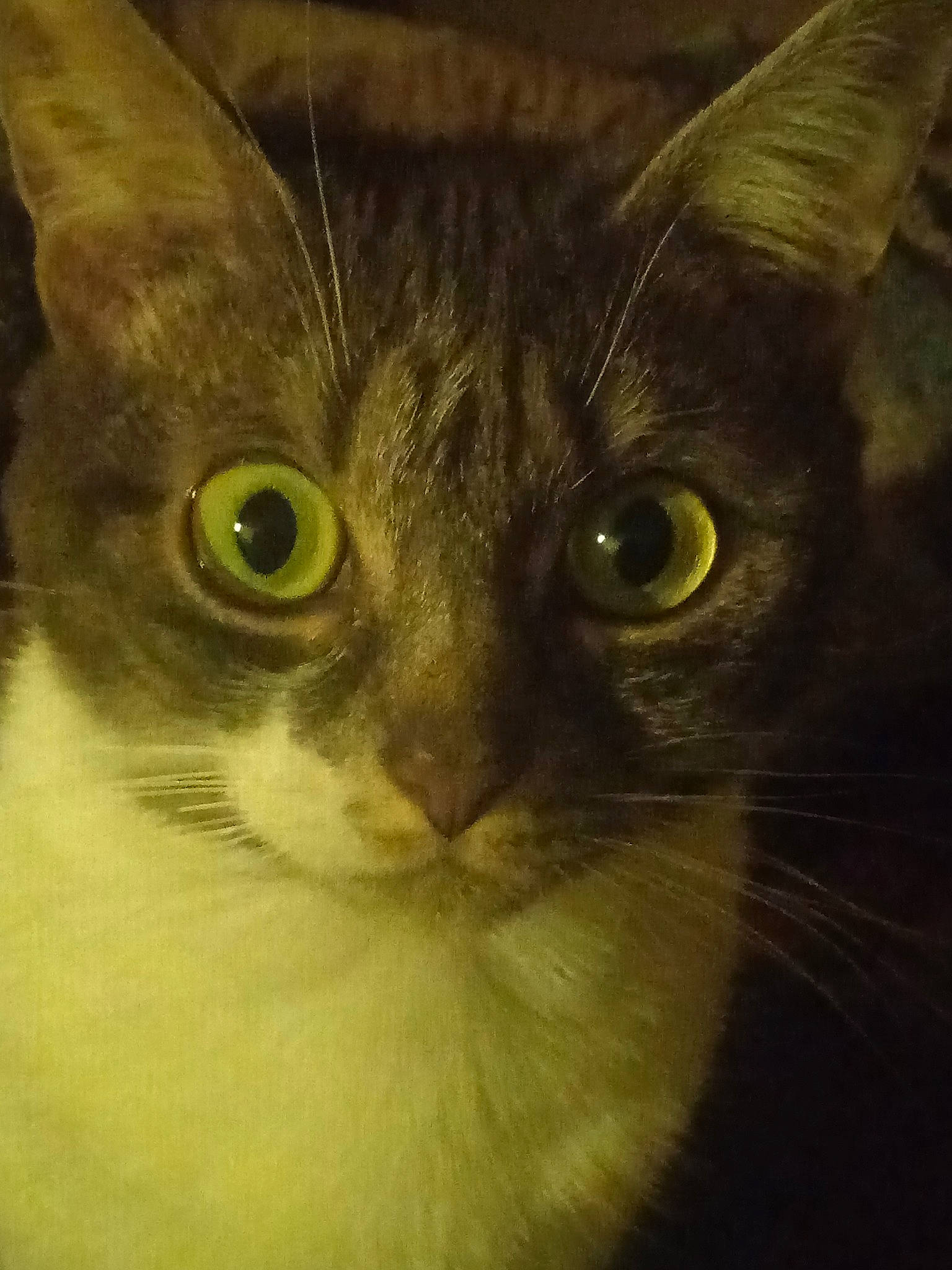 Moumoune participe au concours pour gagner de l'argent avec cette photo : carnivore, cat, close_up, domestic_short_haired_cat, felidae, fur, head, small_to_medium_sized_cats, snout, terrestrial_animal, whiskers, window