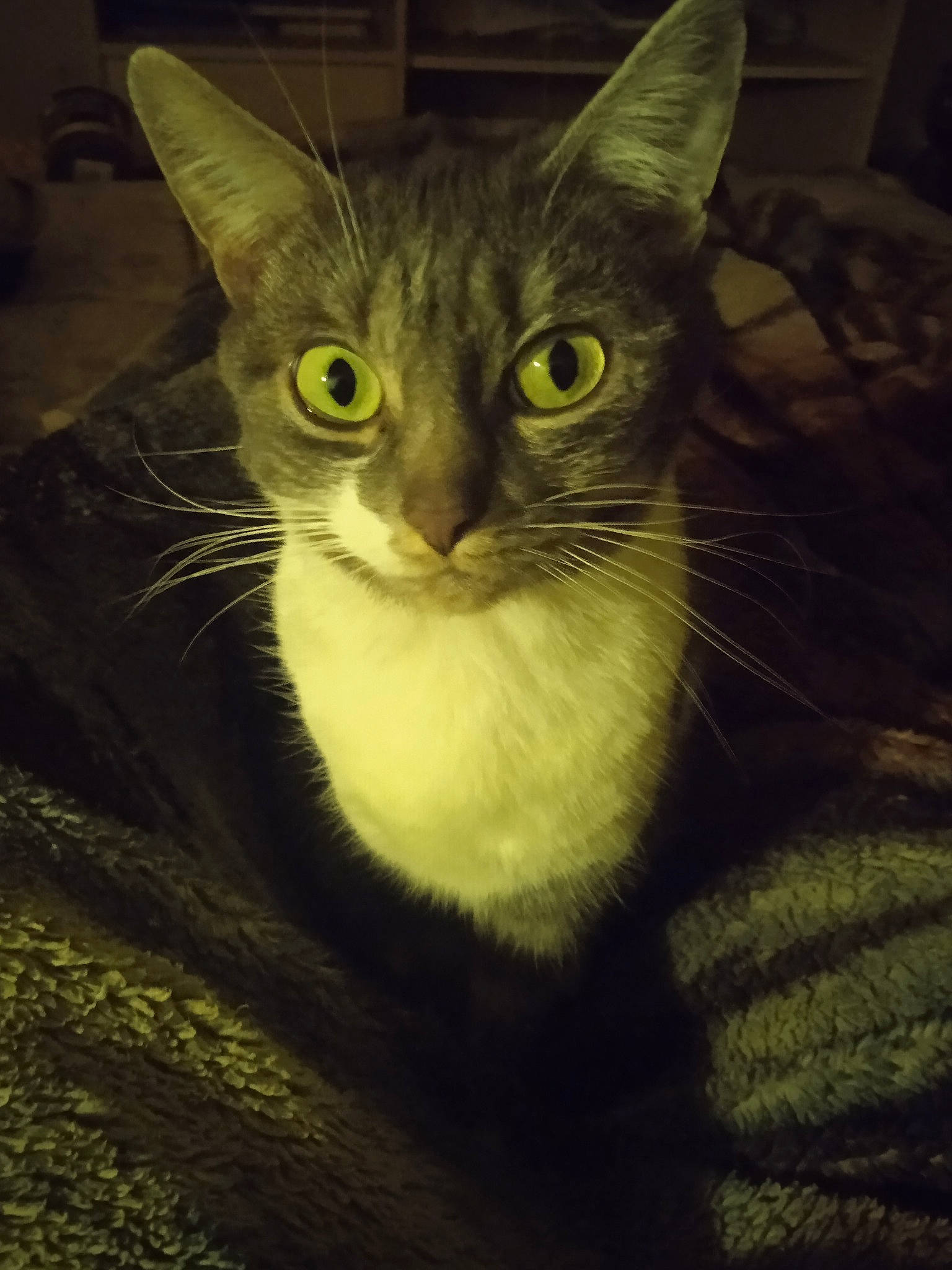 Moumoune a rejoint le concours — aidez-le/la à gagner de superbes lots ! carnivore, cat, domestic_short_haired_cat, eye, felidae, fur, head, pet_supply, small_to_medium_sized_cats, snout, terrestrial_animal, whiskers, window