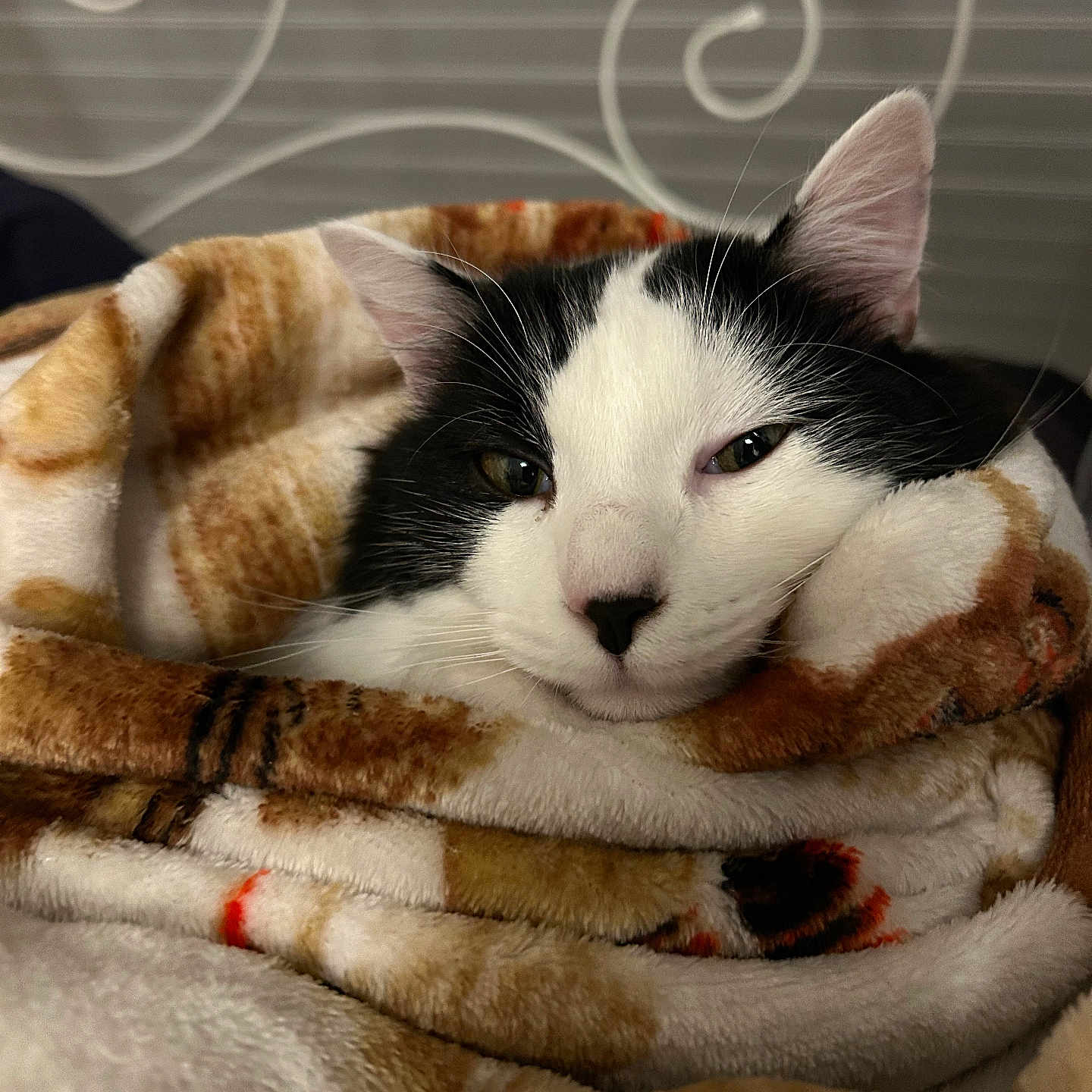 Bianca a rejoint le concours — aidez-le/la à gagner de superbes lots ! abyssinian, animal, blanket, cat, clothing, couch, fur, furniture, kitten, manx, person, pet, quilt, siamese, sleeping, towel