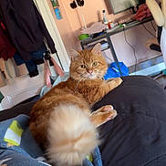 Benny joined the competition — help win amazing prizes! cat, orange_cat, fluffy_tail, indoor, blanket, quilt, furniture, desk, monitor, cozy, pet, curious, relaxed, home, room, clutter, computer, chair, lighting, animal