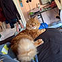 cat, orange_cat, fluffy_tail, indoor, blanket, quilt, furniture, desk, monitor, cozy, pet, curious, relaxed, home, room, clutter, computer, chair, lighting, animal