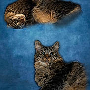 Merlin joined the competition — help win amazing prizes! cat, tabby_cat, pet, feline, fur, whiskers, portrait, blue_background, studio_style, curious, relaxed, lying_down, close_up, eyes, ears, fluffy, domestic_cat, animal, composite_layout, two_cats